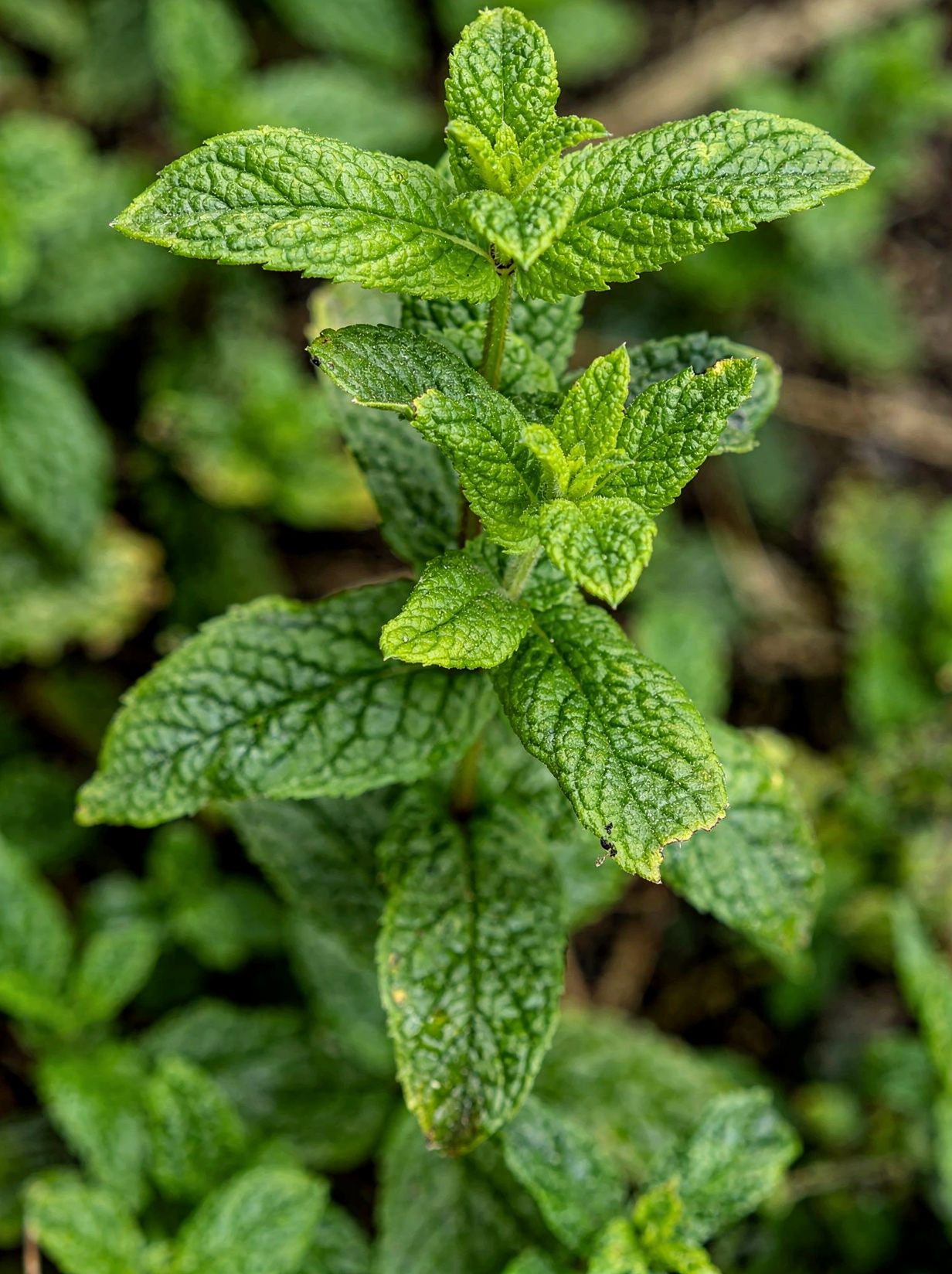 Mint — hero (AI-generated reference image)